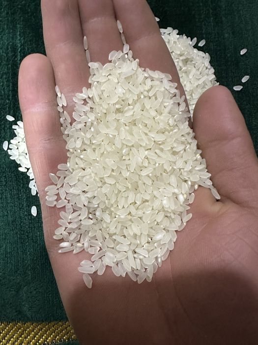 Oliy navli alanga guruchi