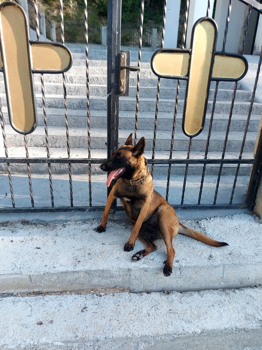 Белгийска овчарка 1г и4м Женскаес