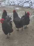 Cucoș Australorp