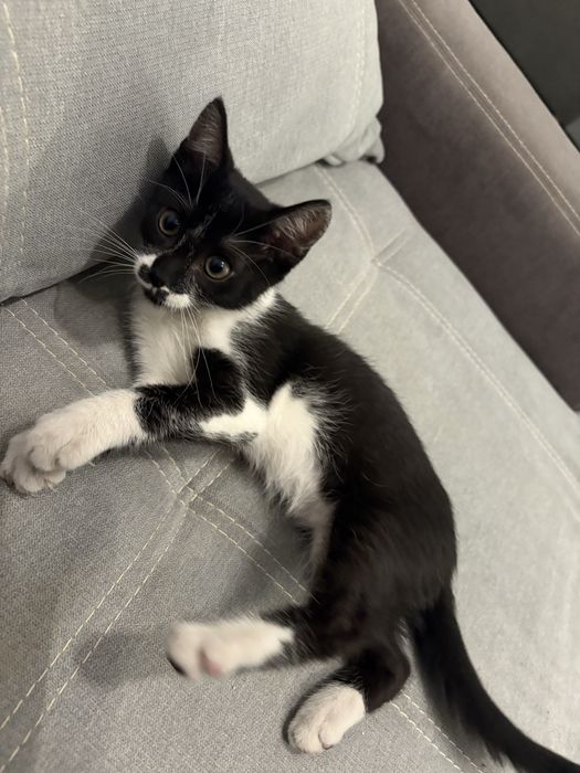 Ofer pui de pisica spre adoptie URGENT