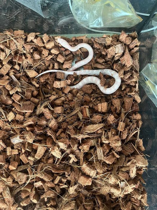 Vand pui sarpe de porumb (corn snake) - 6 luni