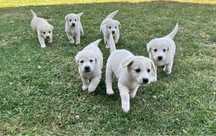 Labrador retriever