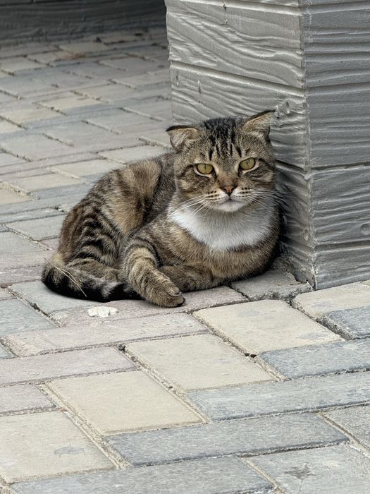 Веслоухий кот в добрые руки