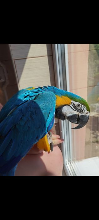 Papagal Ara Ararauna