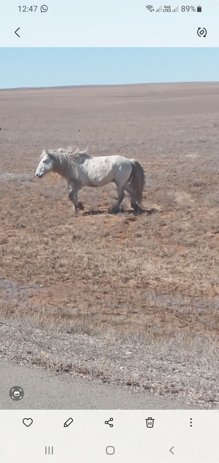 Айғыр сатылады  кан ауыстыру