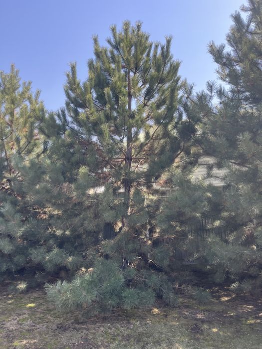 Продам крымскую сосну, высота больше 5м