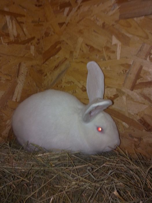 Vând iepuroi tânăr de tăiat sau ținut