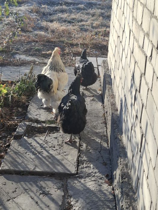 Продам курей 2года