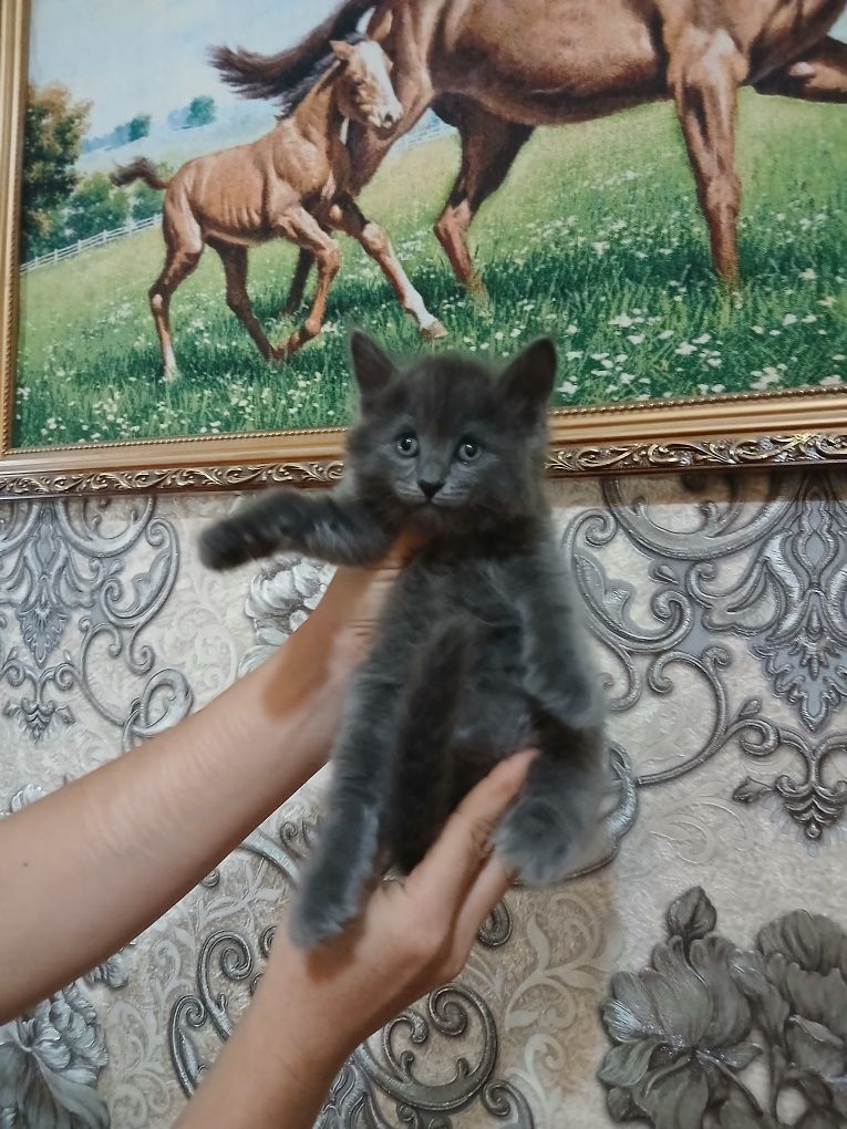 Срочно продаются котята
