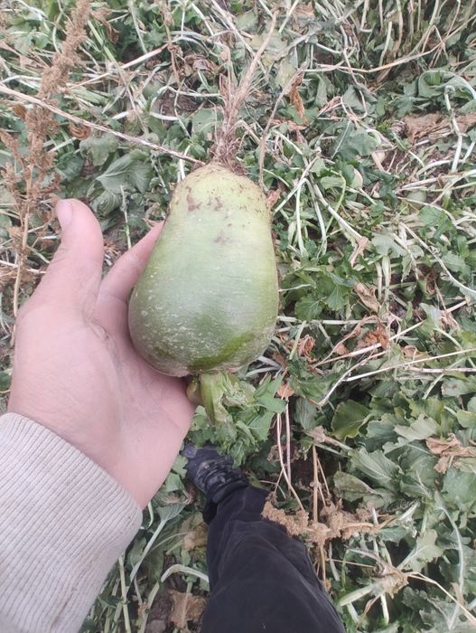 Тұрып бар бағасын келісеміз