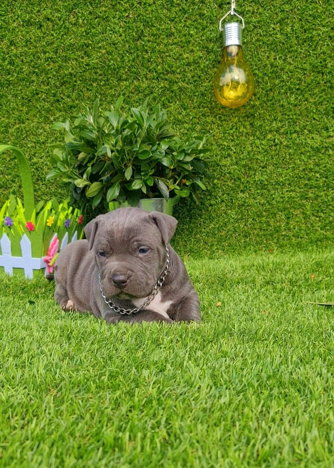 Amstaff din parinti de exceptie cu pedigree