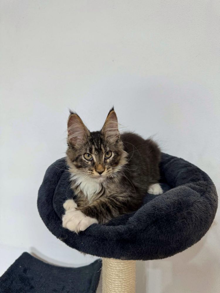 Pisica maine coon felisa autorizata