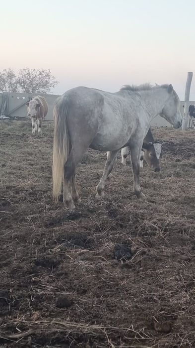 обмен на рабочую лошадь