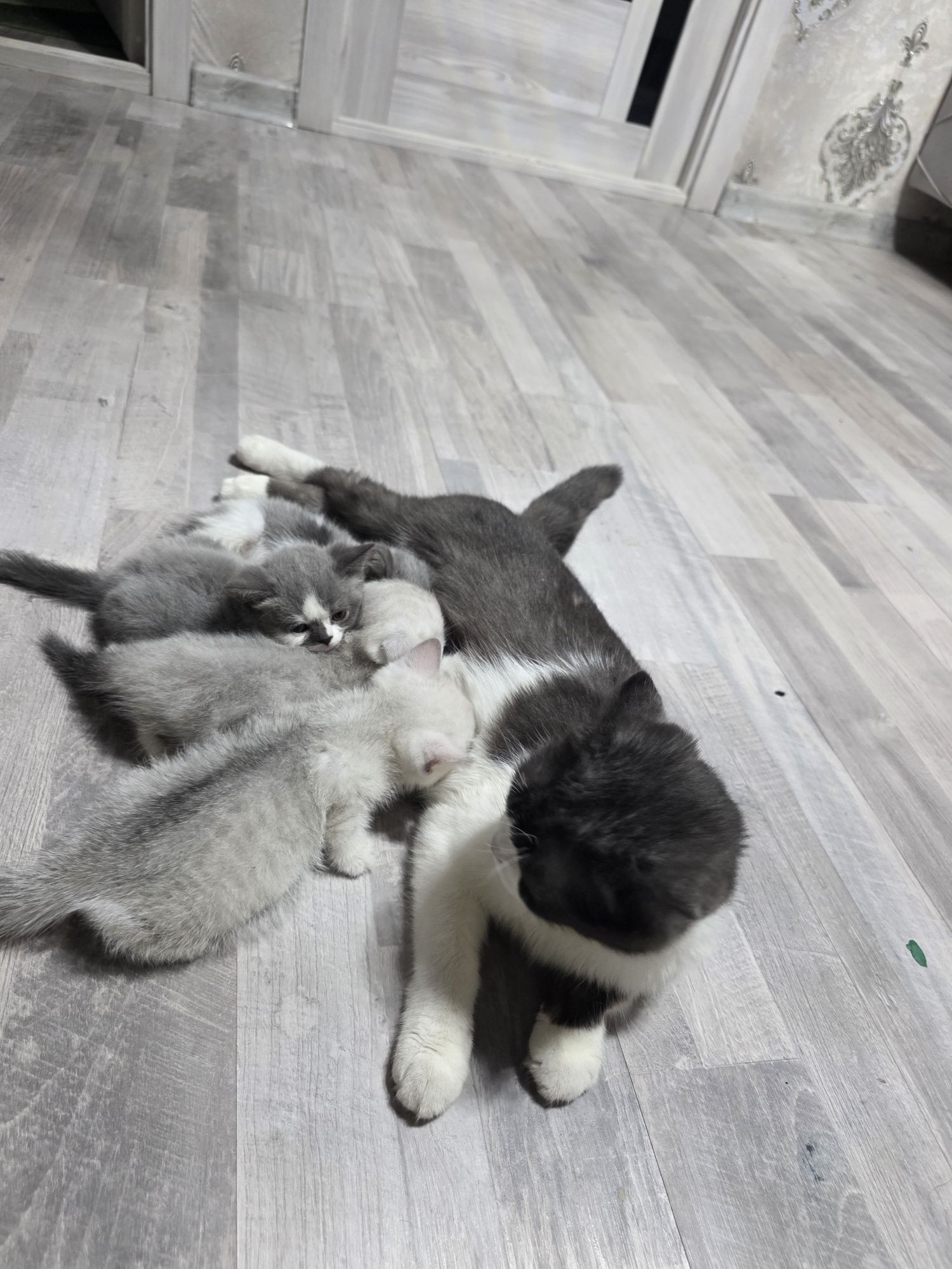 Очаровательные котята ищут новый дом