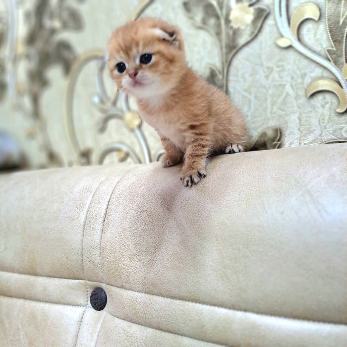 Котёнок от правильной вязки