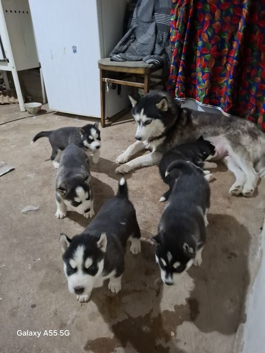 Щенки хаски сибирские
