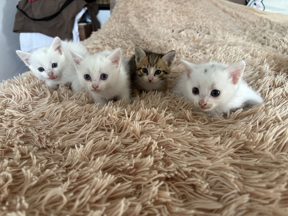 Отдаем котят бесплатно,в хорошие руки