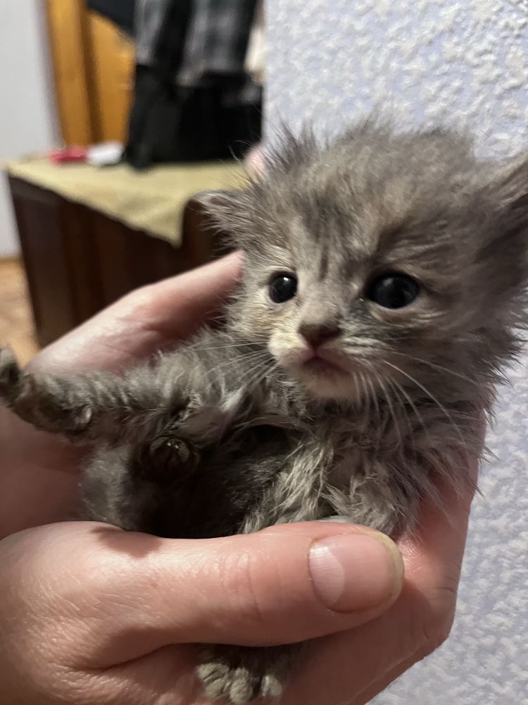 Котята Бесплатно
