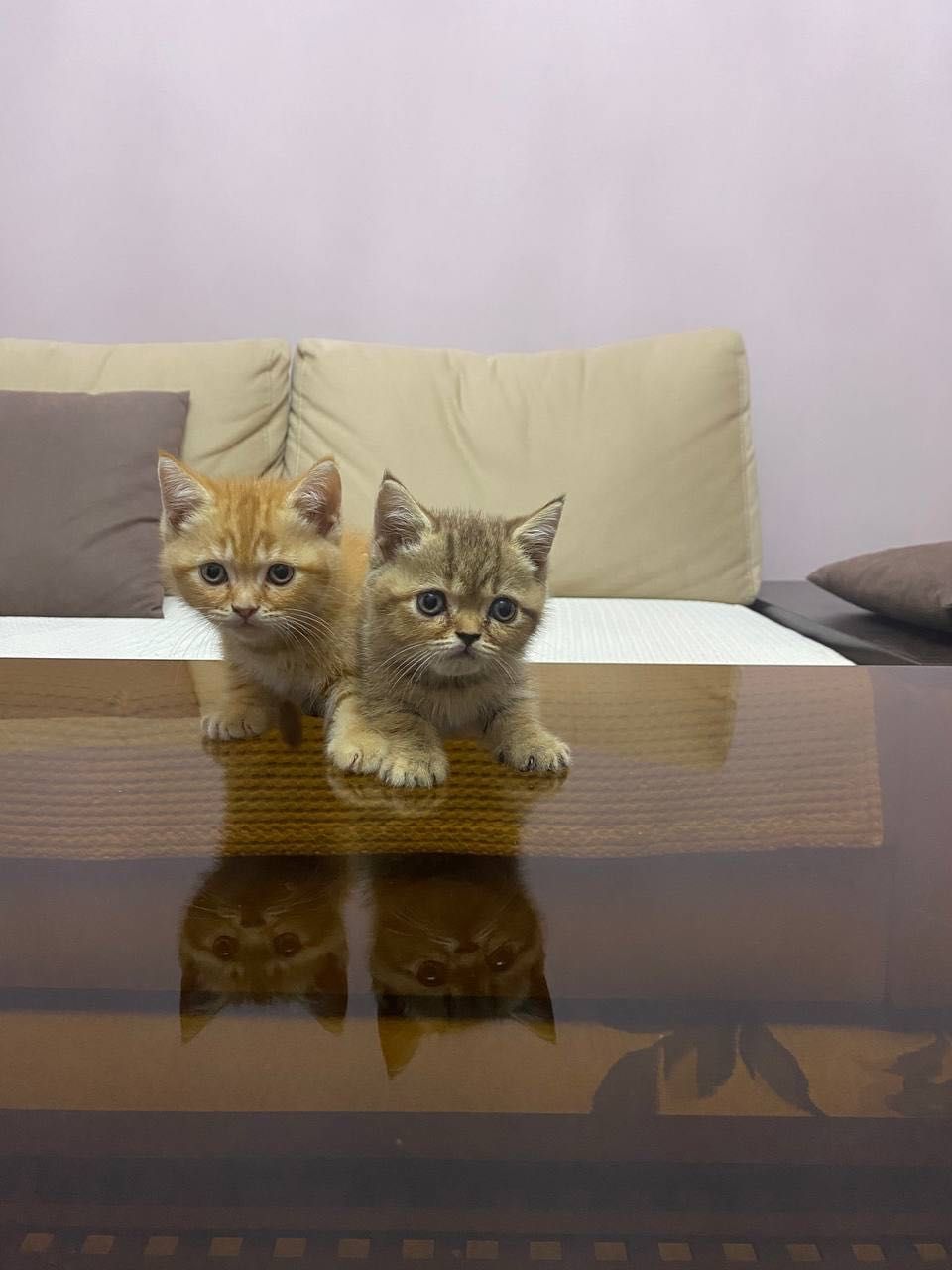 Продаются котята скотиш страйт