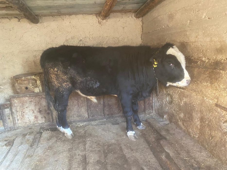 Бұқа сатылады, бычок