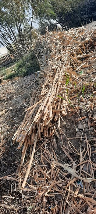 Бамбук сотилади...