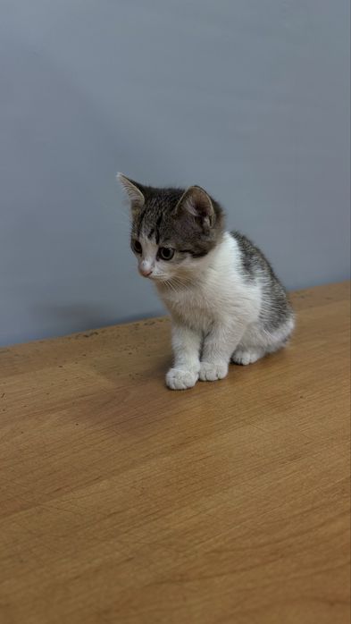 Котята ищут дом!