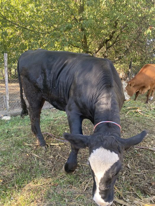De vanzare vitea angus de 1 an