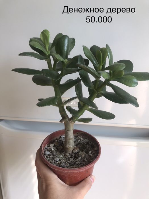 Комнатные цветы