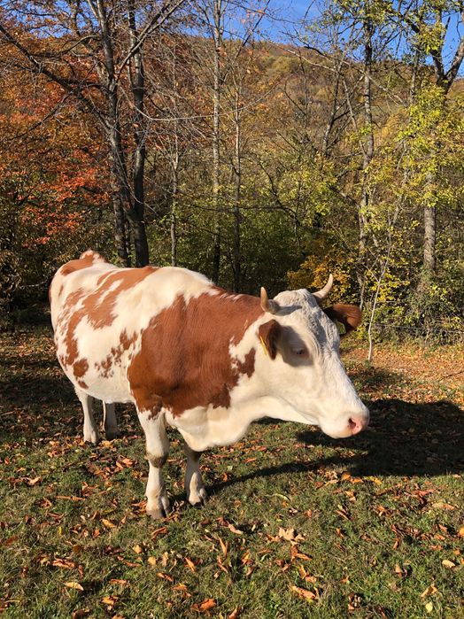 Vacă gestantă in luna a 8-a cu al treilea vițel .
