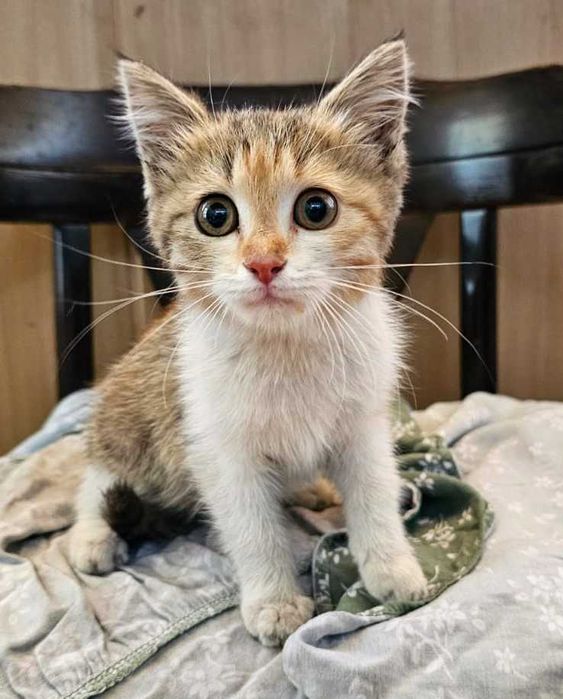 отдам котенка в хорошие руки