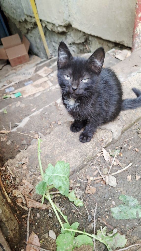 Котята в добрые руки. Во двор подкинули 3 котят, 1