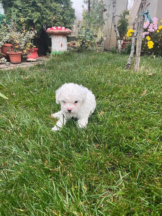 Pui bichon maltez