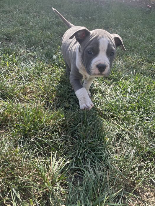 American Staffordshire Terrier