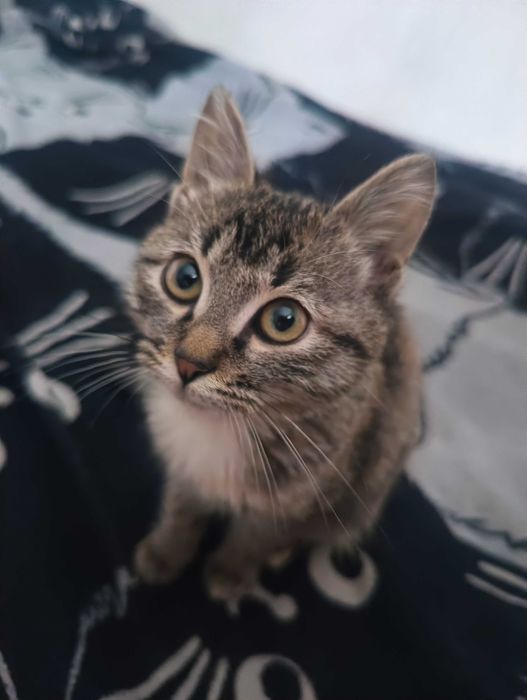 Котенок в добрые руки