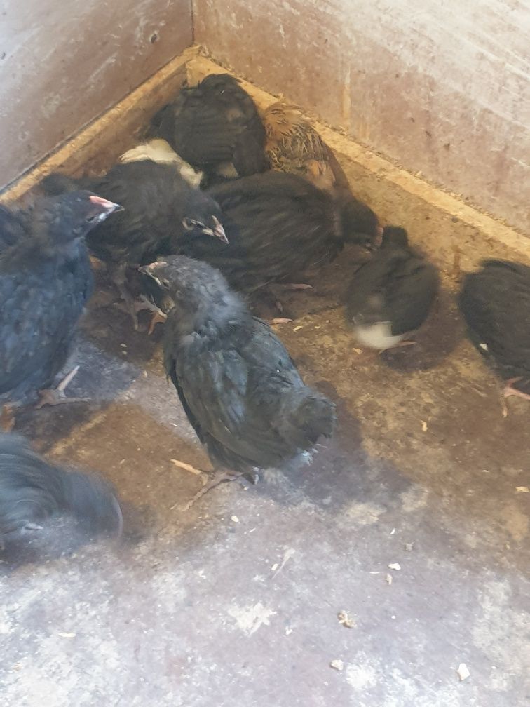 Pui australorp negru 5 saptamani