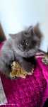 Pui British Longhair - Silver Tabby