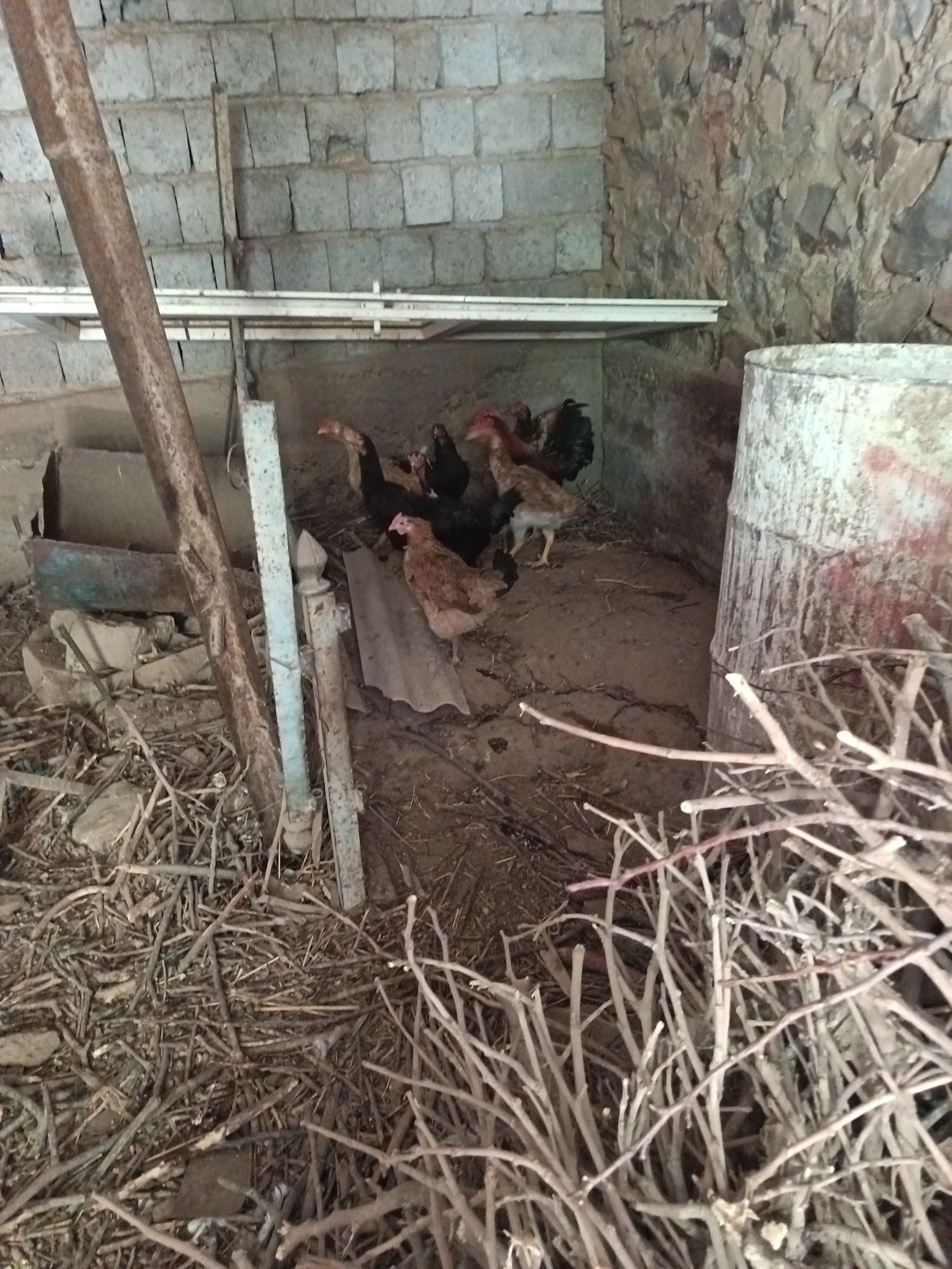 Продам домашние курицы 12 шт
