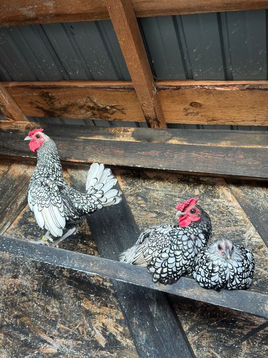 Vând sebright argintiu și mii de flori