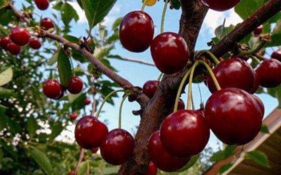 Шпанка олчаси - Вишня шпанка