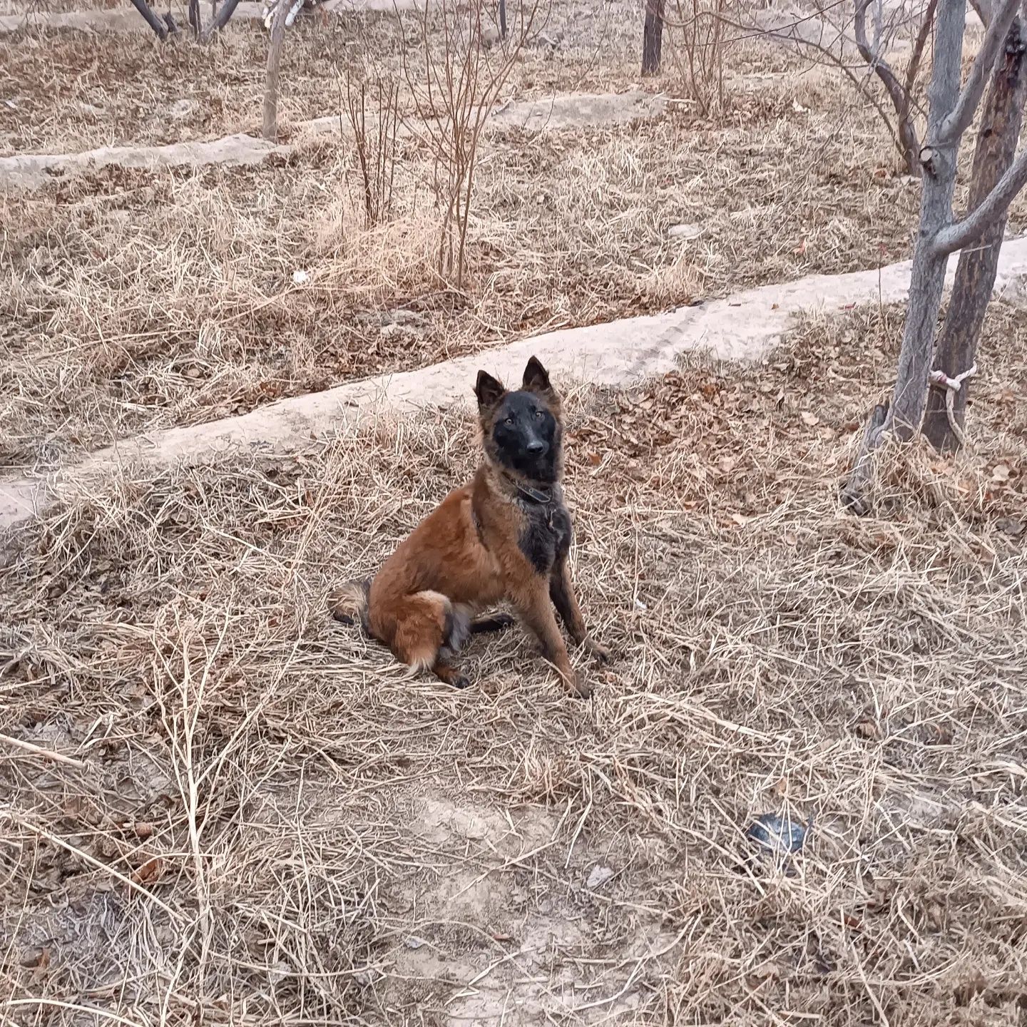 It sotiladi Belgeyski ovcharka Tervuren