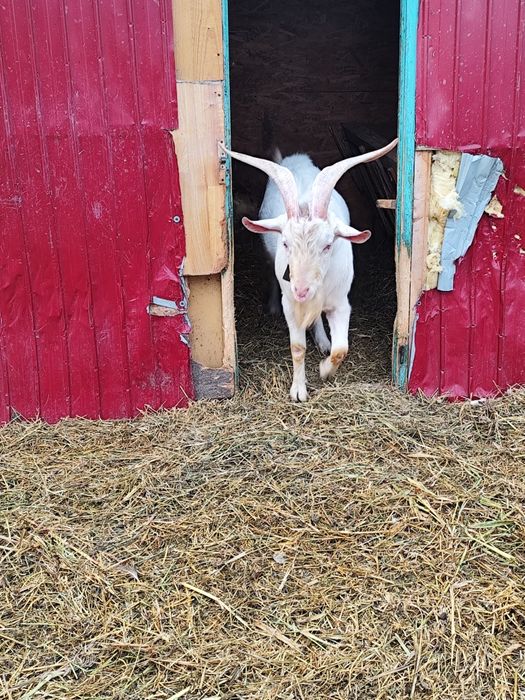 Țap sanen disponibil 1an  jumătate