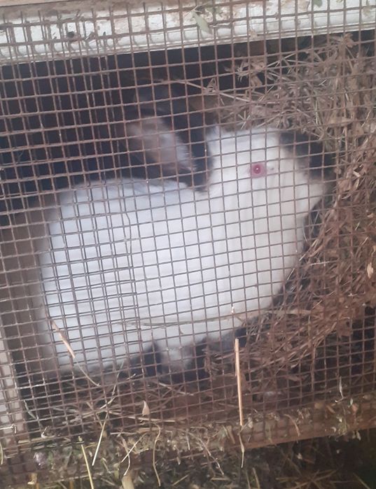 Kaliforniya zotli quyonlar.