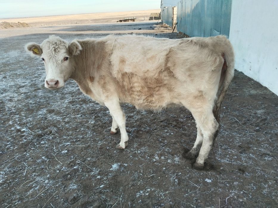 Жагдайы жаксы согым сатылады