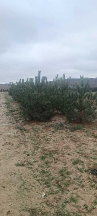 Brad natural rezistent – ține toată iarna