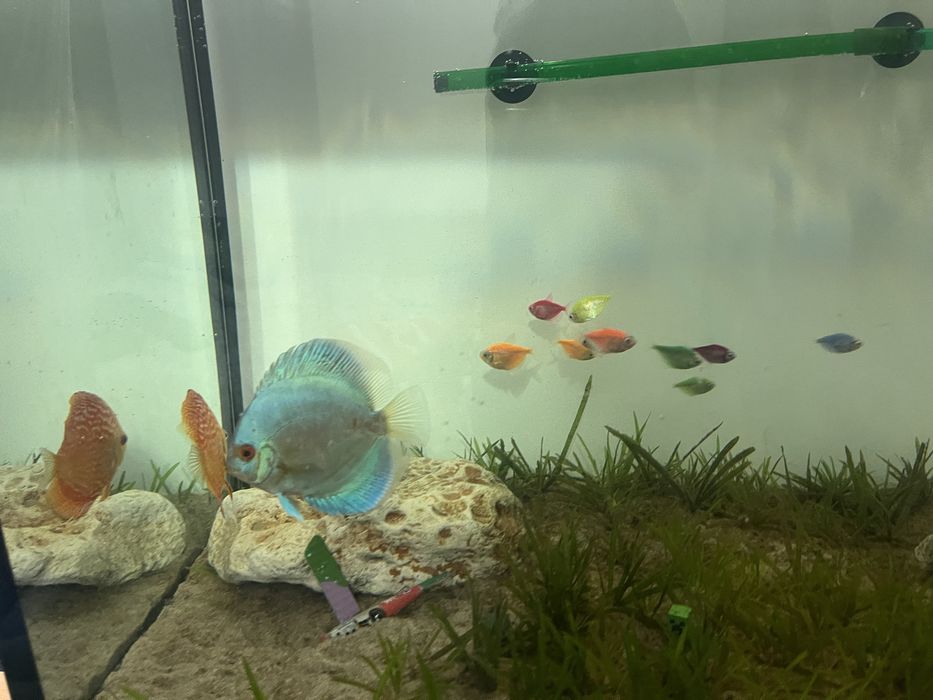 Pesti discus doua bucati