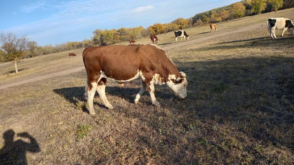 Продам быка .сатам