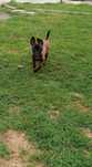 Ciobanesc belgian malinois