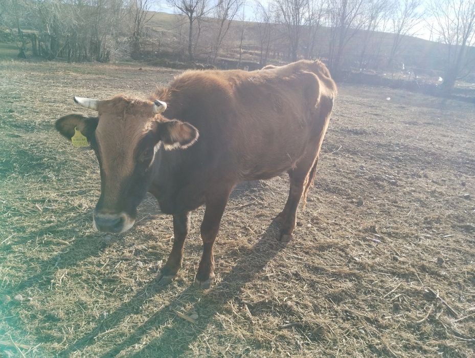 Продам 3 годовалую телку стельную