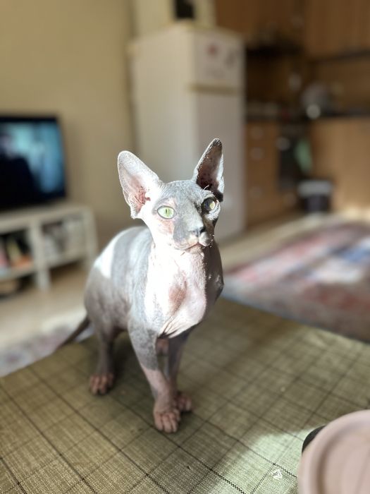 Sphynx Сфинкс коте