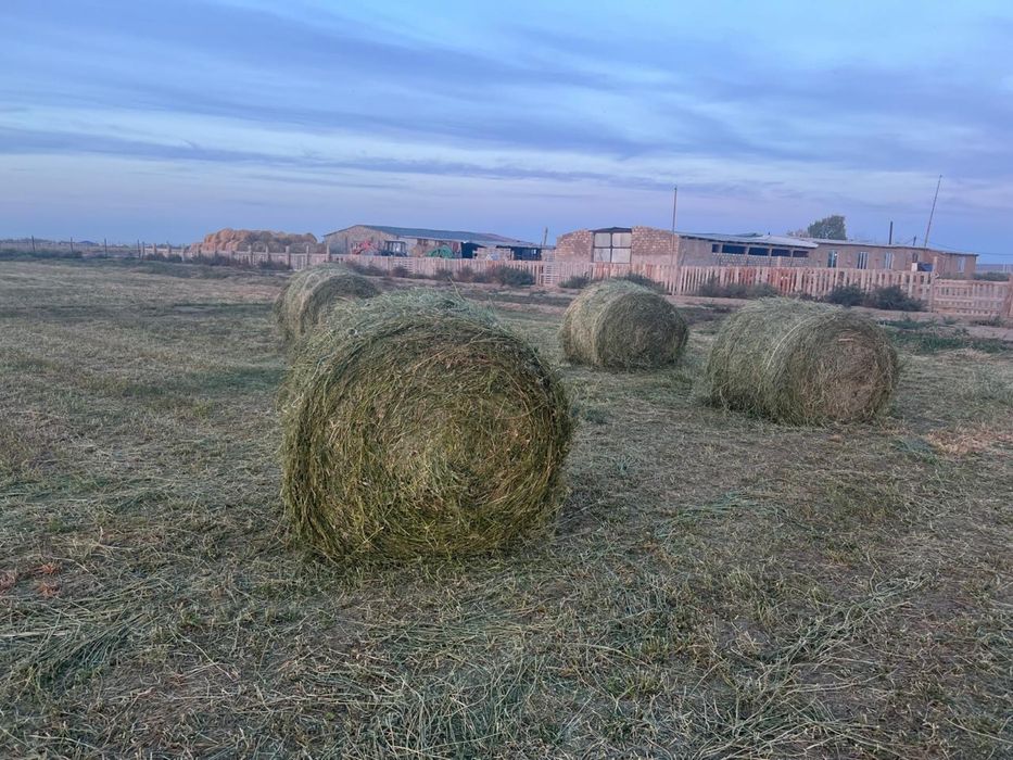 Люцерна 300 кг свежий покос 2025 года. 1 рулон 25.000 тг.